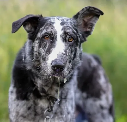Casper, ein Hund mit grau-schwarz geflecktem Fell