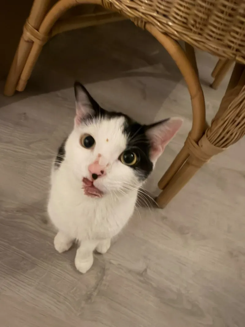 Die schwarz-weisse Katze Amber sitzt aufrecht in einer Wohnung und schaut in die Kamera.