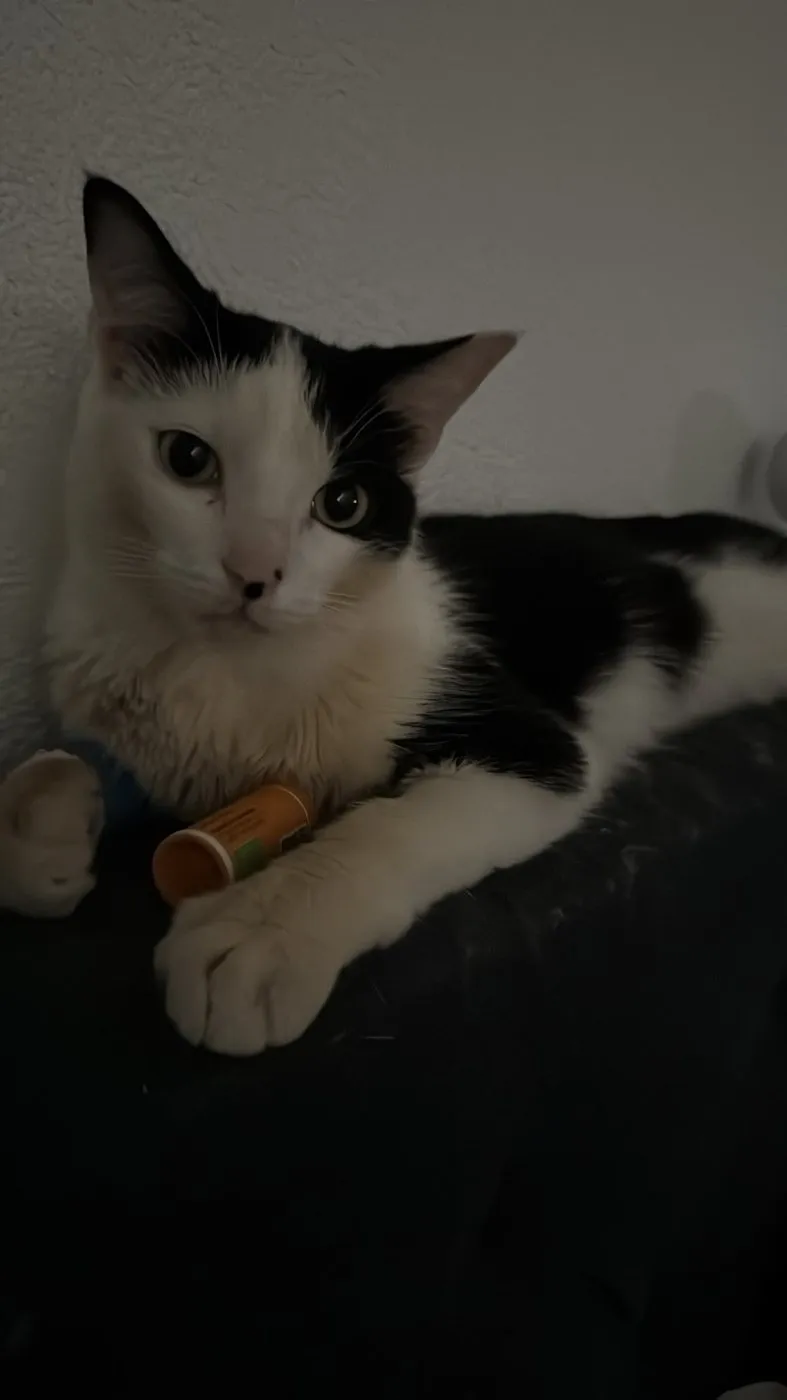 Amber liegt in einem abgedunkelten Raum neben einem kleinen Medikamentenbehälter.
