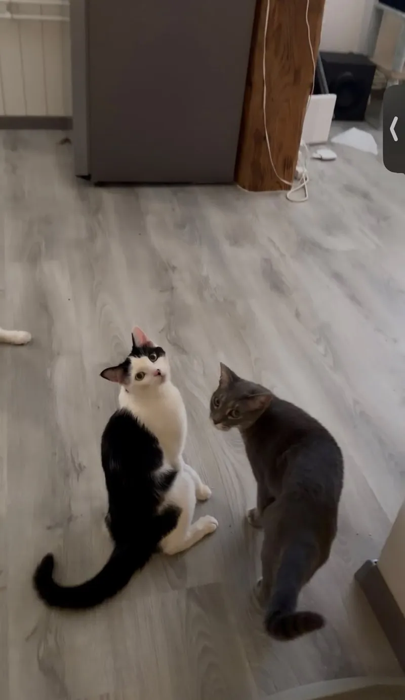 Amber sitzt mit einer zweiten Katze auf dem Wohnungsboden.