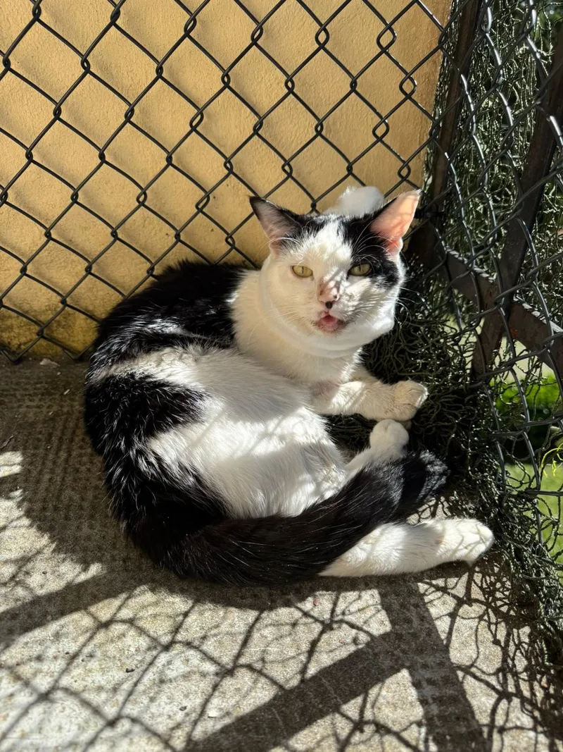 Amber liegt in der Sonne vor einem Maschendrahtzaun.