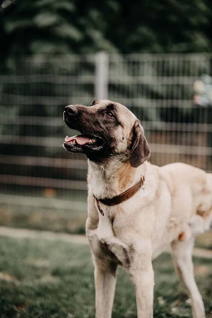 Bandi – Hund auf drei Beinen der Franziska Schären Stiftung (Galeriebild 15)