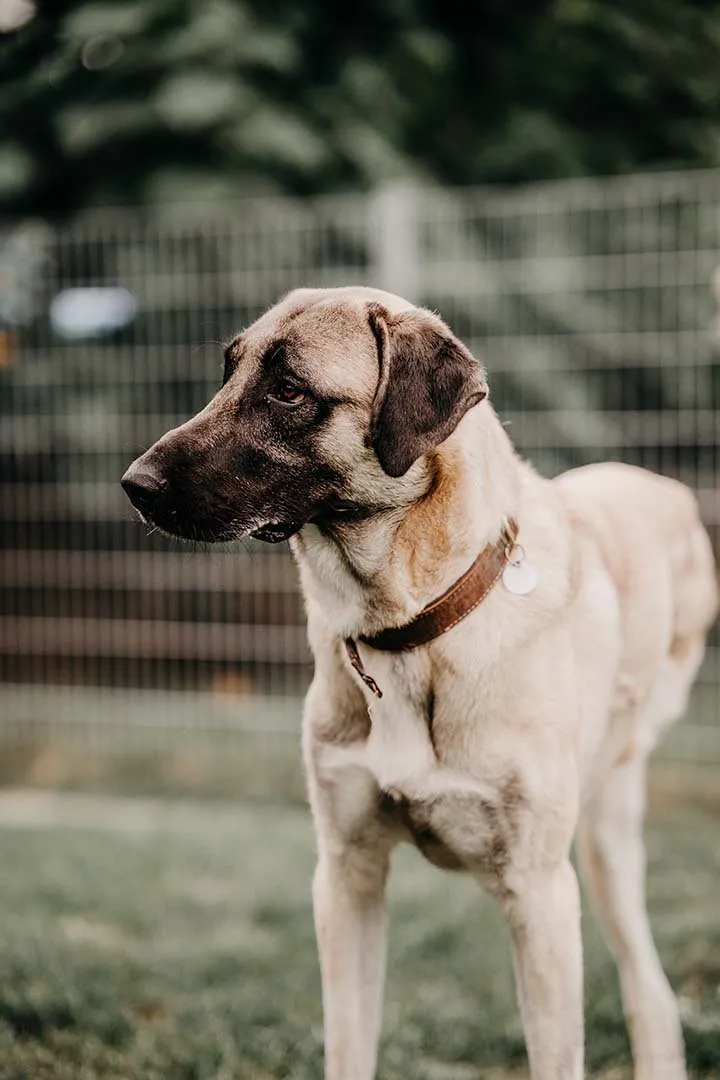 Bandi – Hund auf drei Beinen der Franziska Schären Stiftung (Galeriebild 16)