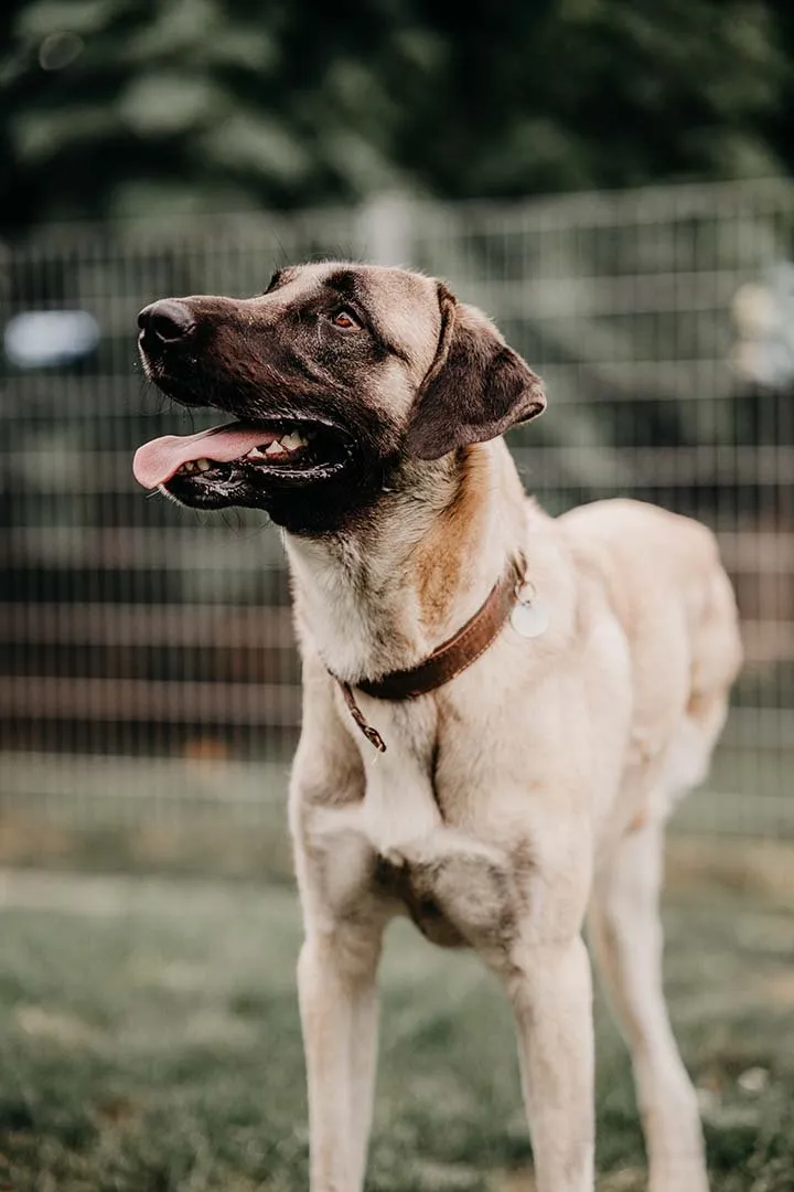 Bandi – Hund auf drei Beinen der Franziska Schären Stiftung (Galeriebild 18)