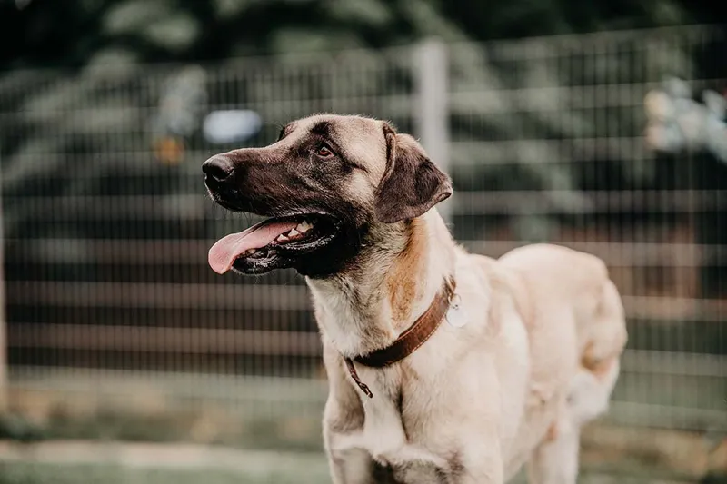 Bandi – Hund auf drei Beinen der Franziska Schären Stiftung (Galeriebild 19)