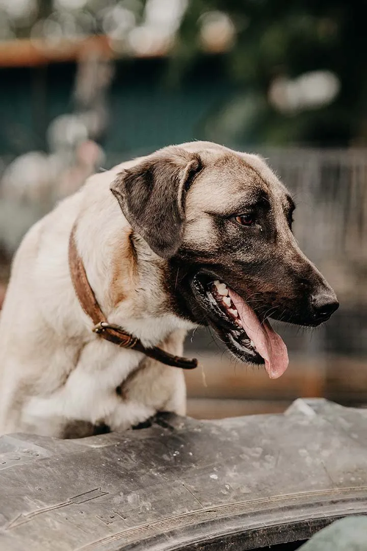 Bandi – Hund auf drei Beinen der Franziska Schären Stiftung (Galeriebild 3)