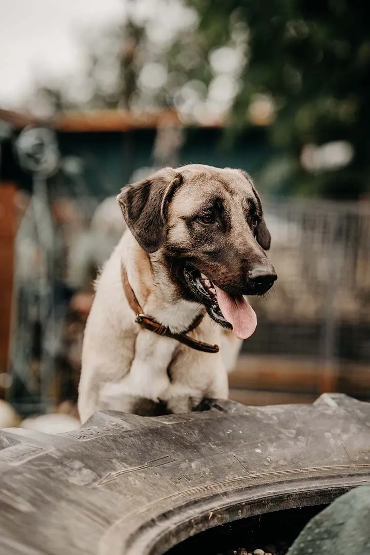Bandi – Hund auf drei Beinen der Franziska Schären Stiftung (Galeriebild 4)