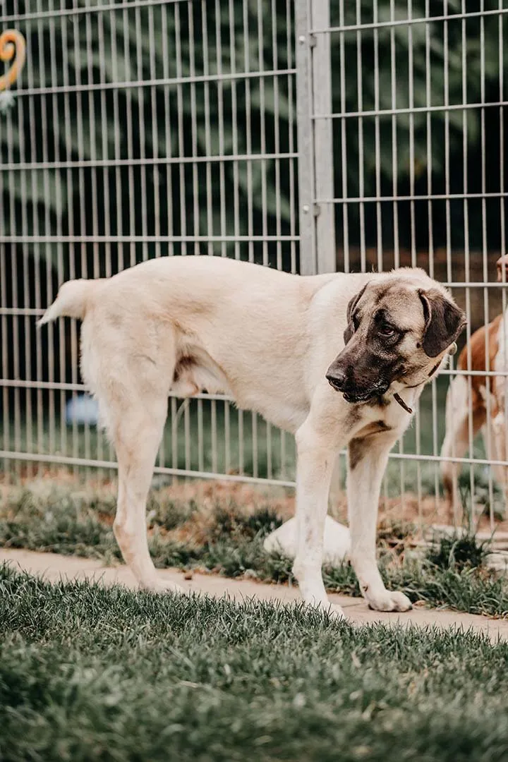 Bandi – Hund auf drei Beinen der Franziska Schären Stiftung (Galeriebild 9)