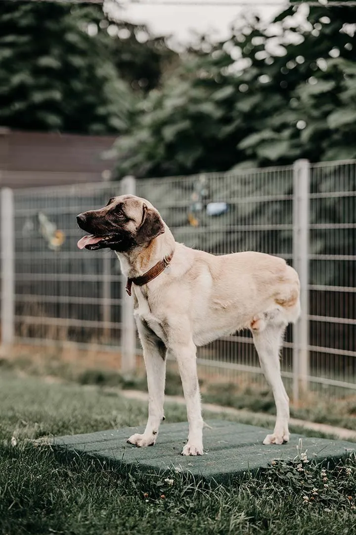 Bandi – Hund auf drei Beinen der Franziska Schären Stiftung (Galeriebild 12)