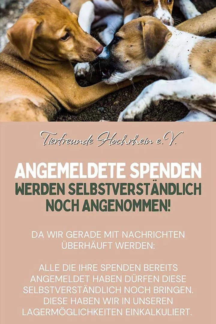 Tierhilfe in Spanien nach den Unwettern – Franziska Schären Stiftung (Bild 22)