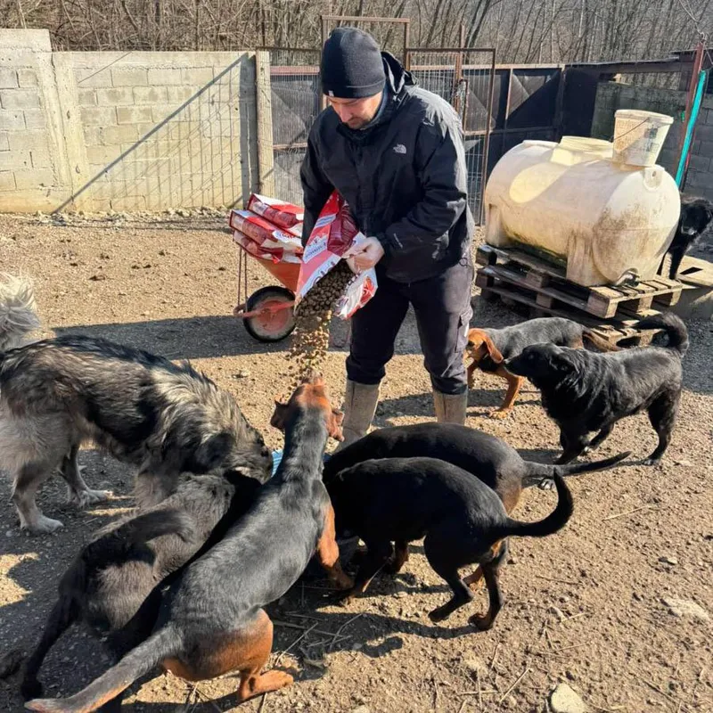 Ein Mann mit Mütze schüttet Trockenfutter aus einem Sack vor einer Gruppe Hunde in einem Tierheim-Auslauf