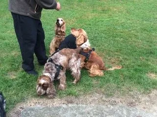Mehrere Cocker Spaniels auf einer Wiese um einen Mann in dunkler Hose