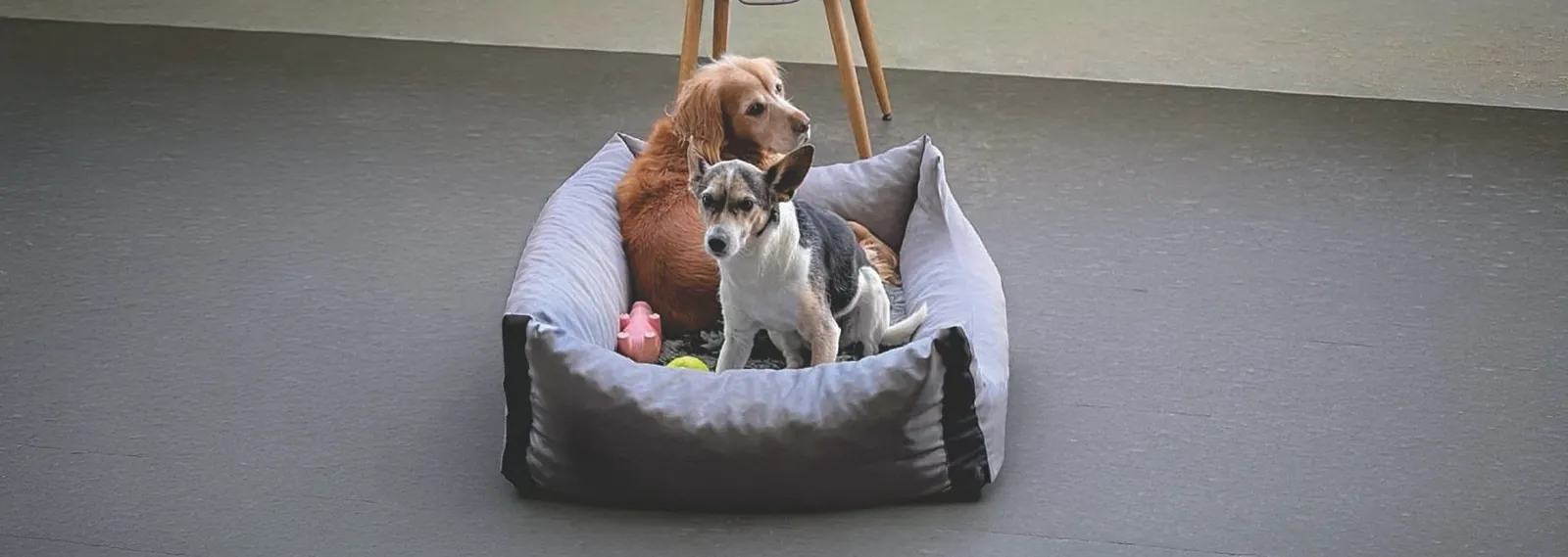 Hunde im Hundebett