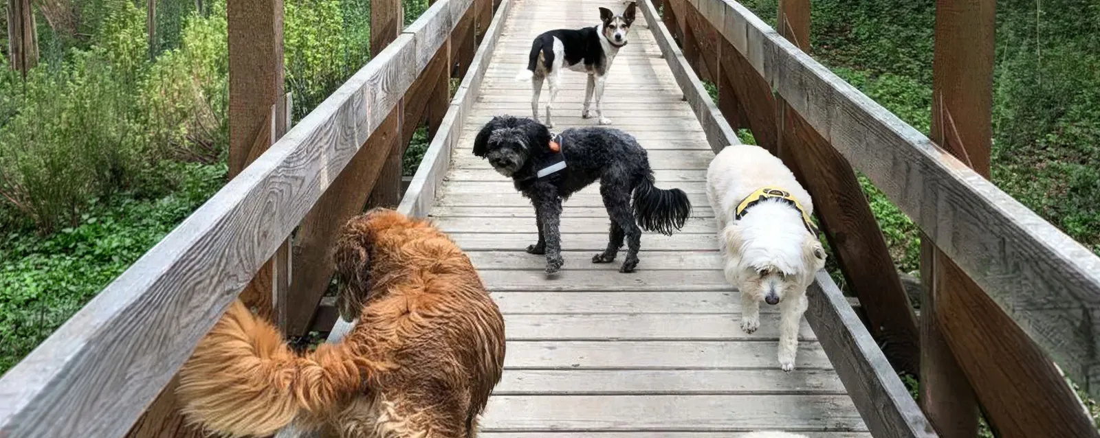 Hunde auf einer Holzbrücke