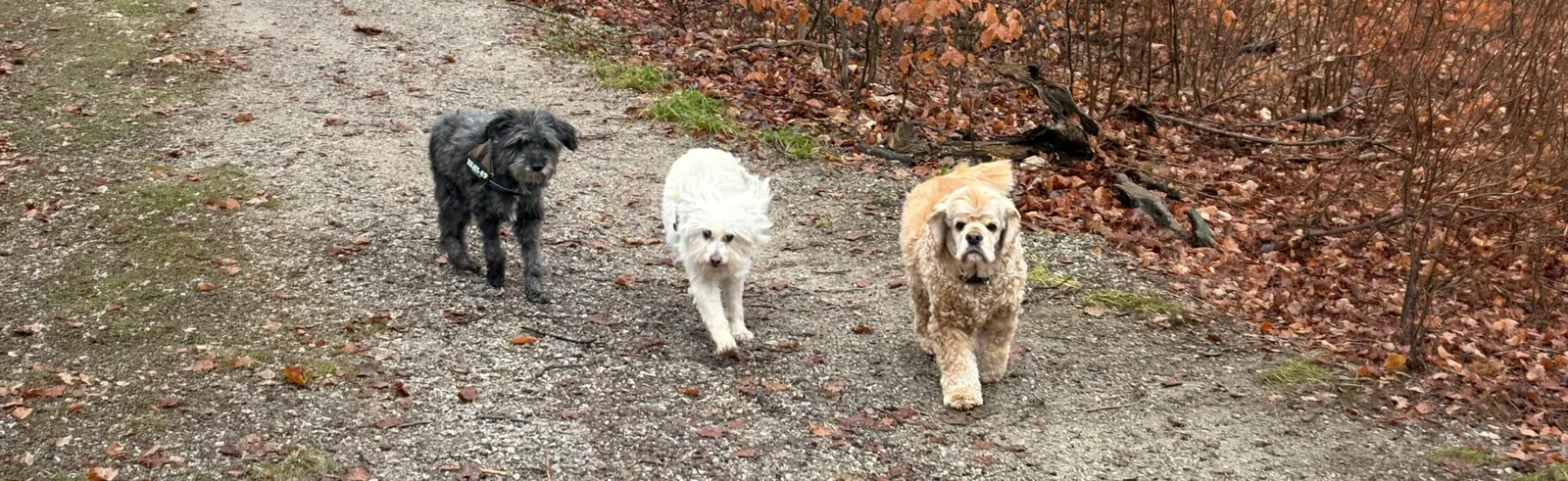Drei Hunde auf einem Waldweg