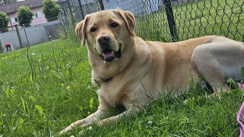 Luna, ein hellbrauner Hund im Gras