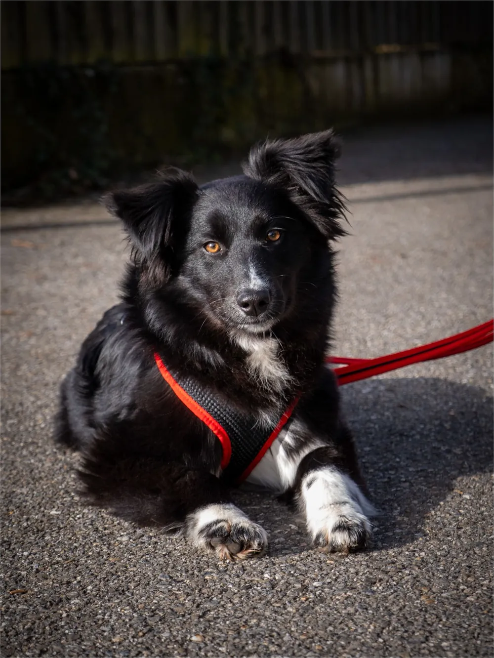 Mabel, ein schwarzer Hund mit weissen Pfoten