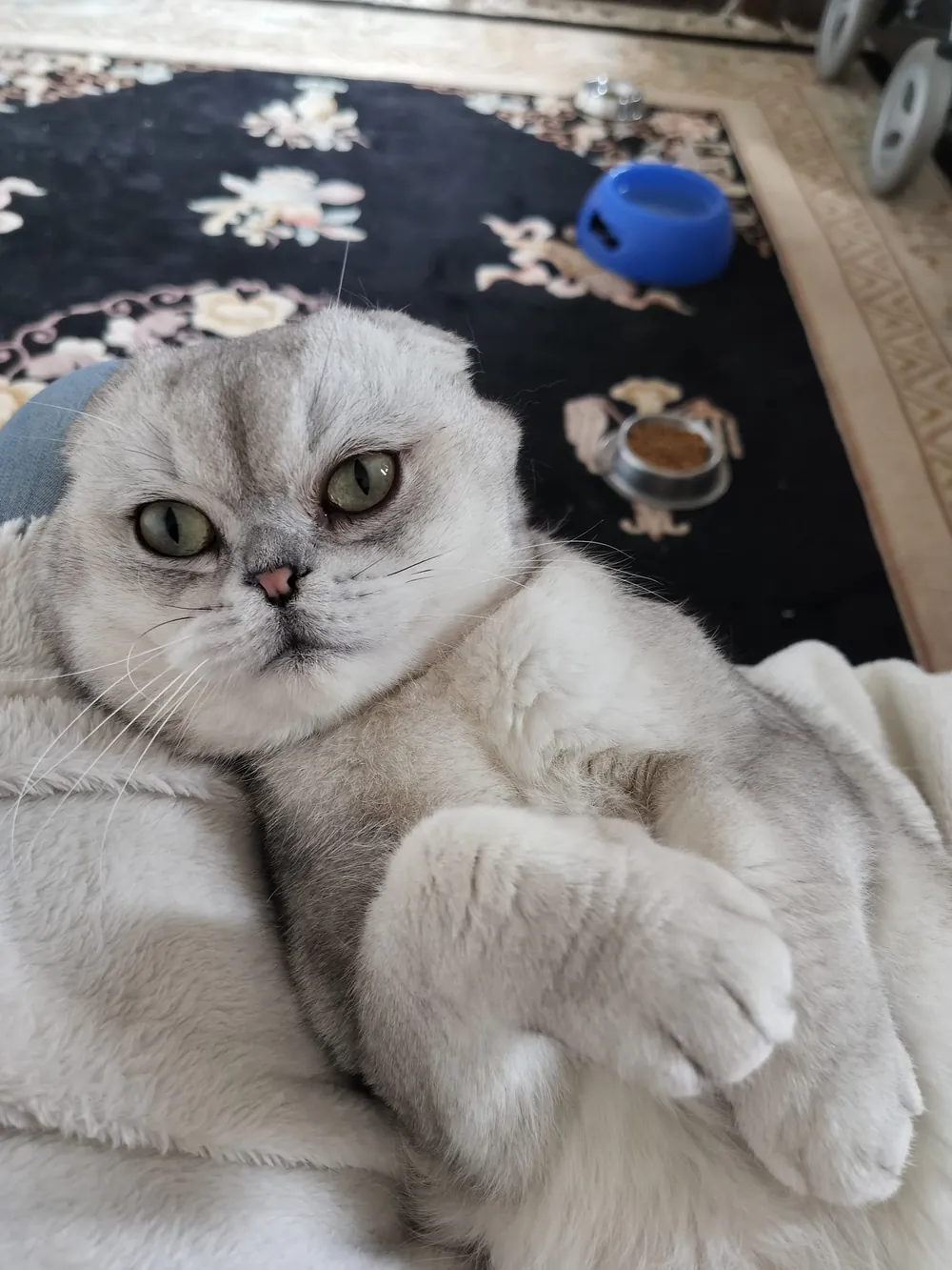 Eine helle Katze auf einem gemusterten Teppich