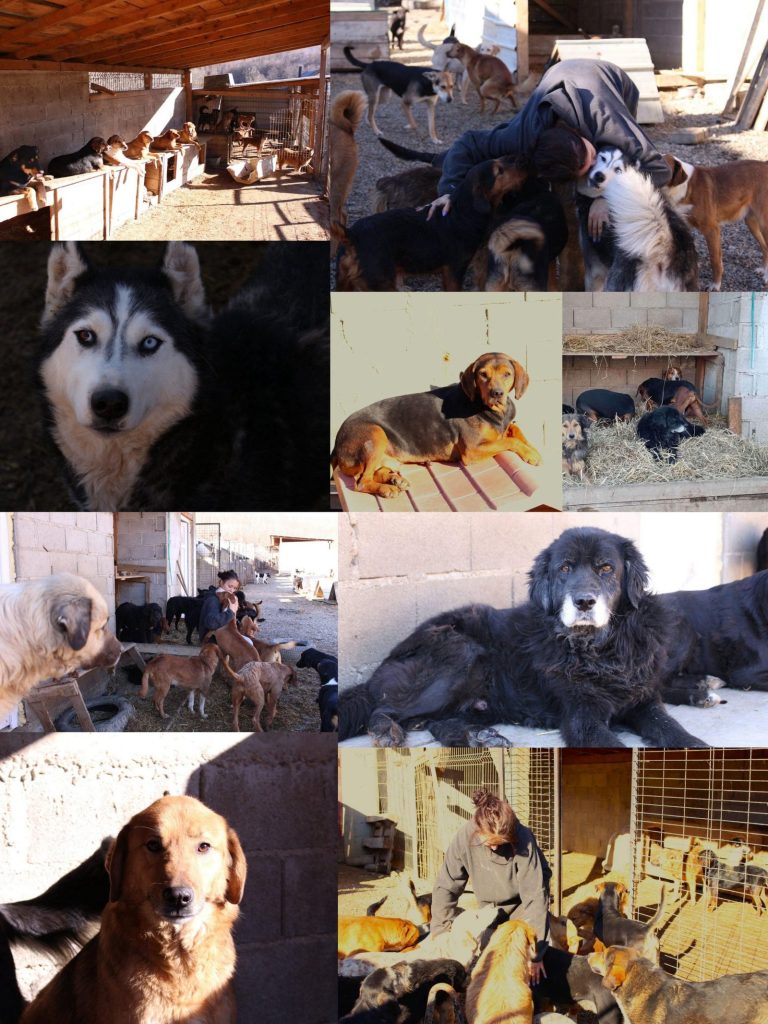 Collage von Hudko, Hund aus Bosnien der Franziska Schären Stiftung