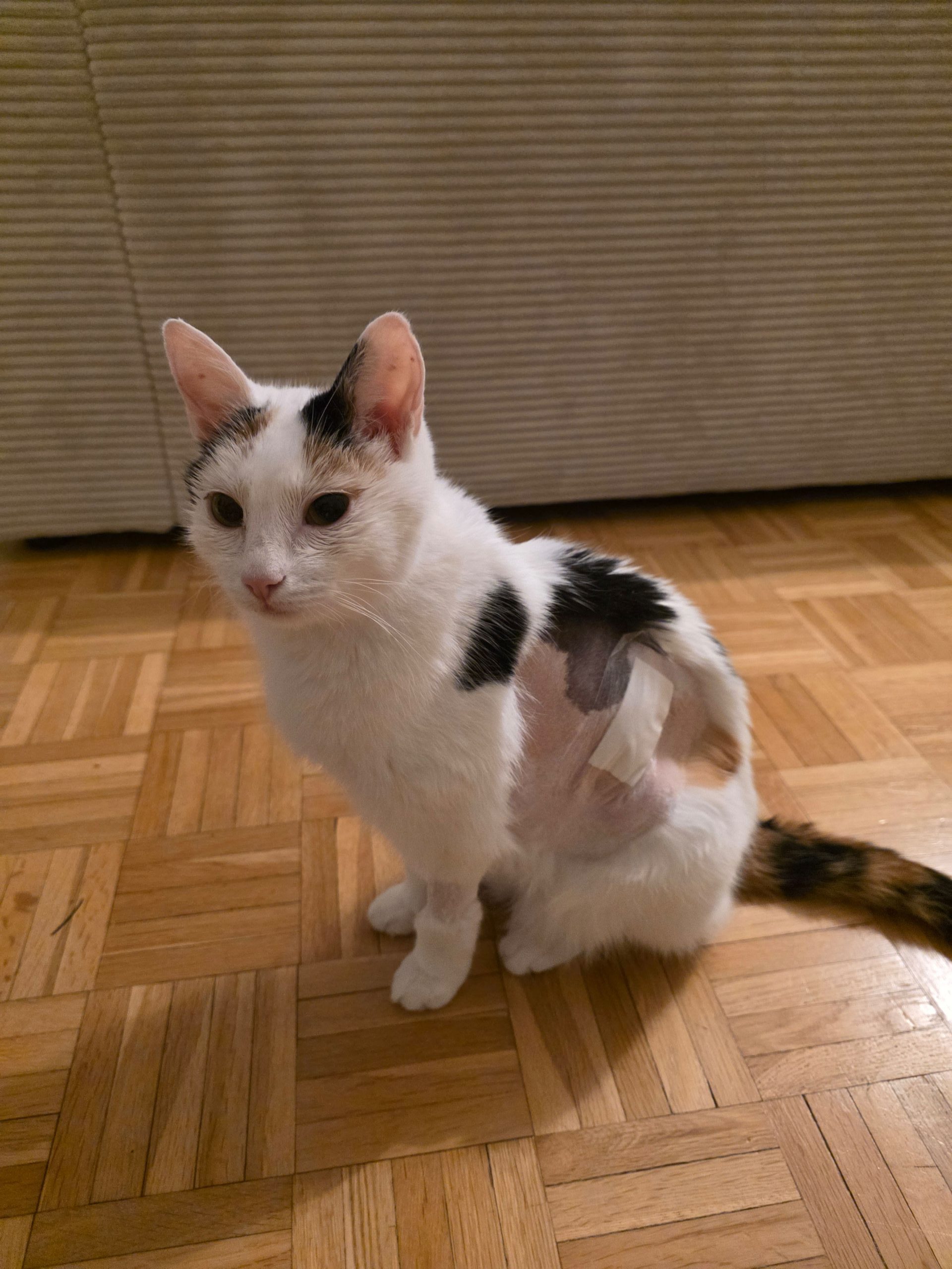 FSS_Jackidi_2026-01_01