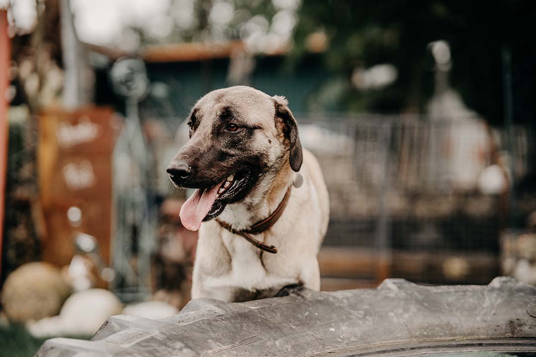 franziska_schaeren_schweiz_dog_bandi_Image_02