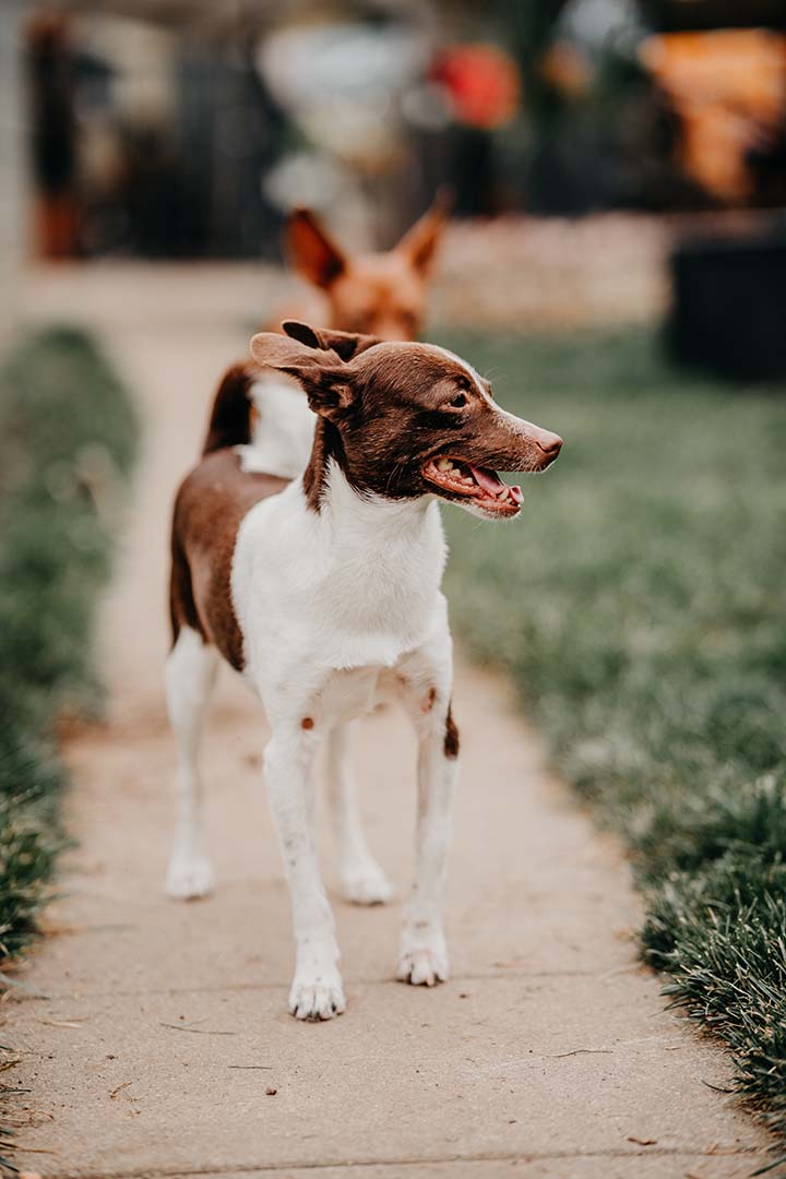 franziska_schaeren_schweiz_dog_yoda_image_10