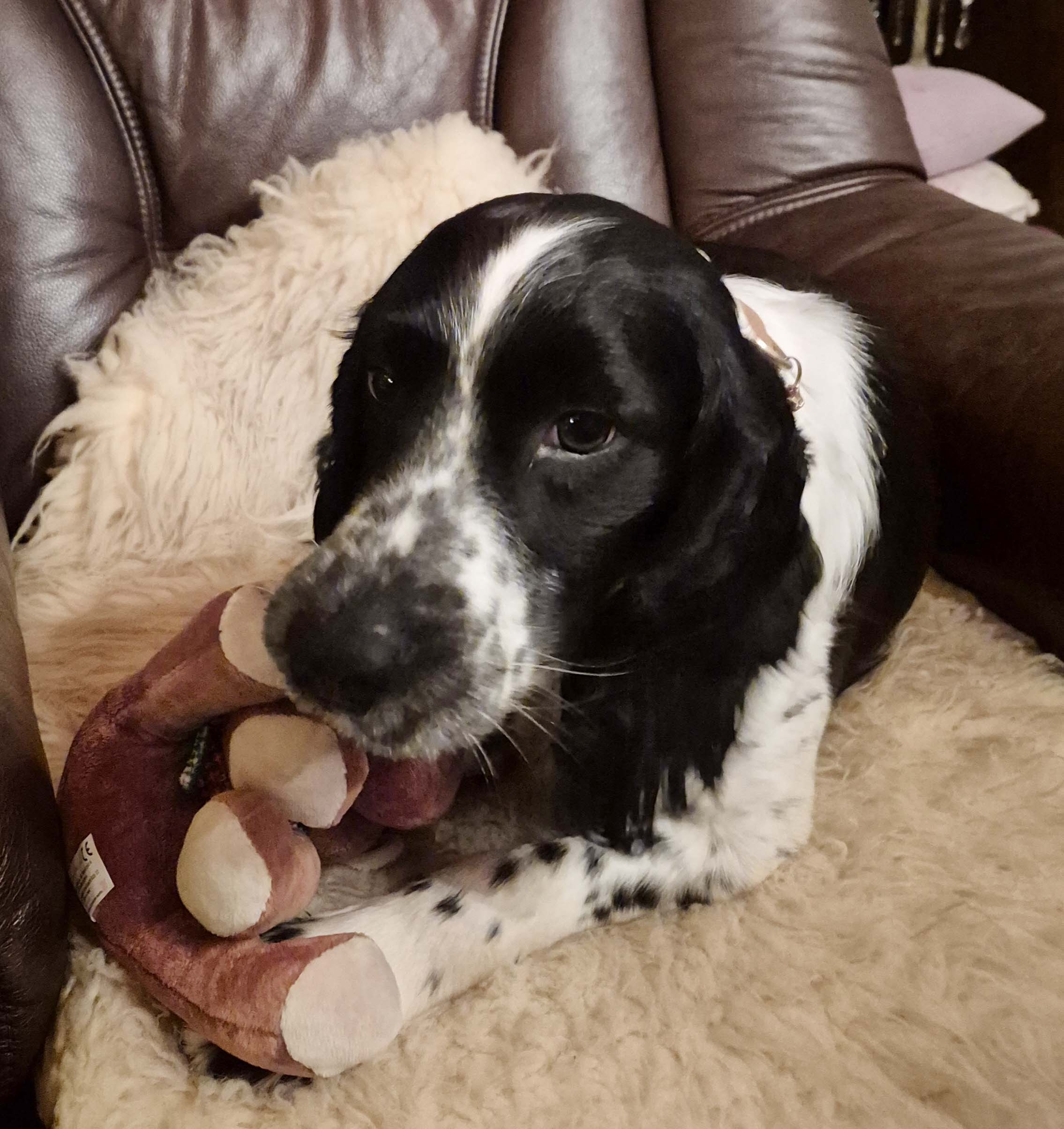 FSS_Beppino_2025-12_02