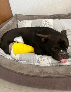 Wilma – Hilfe für die verletzte Französische Bulldogge
