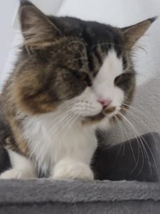 Aydin – Kater nach erfolgreicher Behandlung