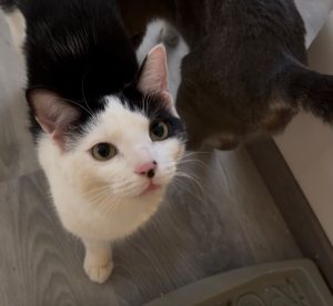Porträt der schwarz-weissen Katze Amber, die aufmerksam nach oben schaut.