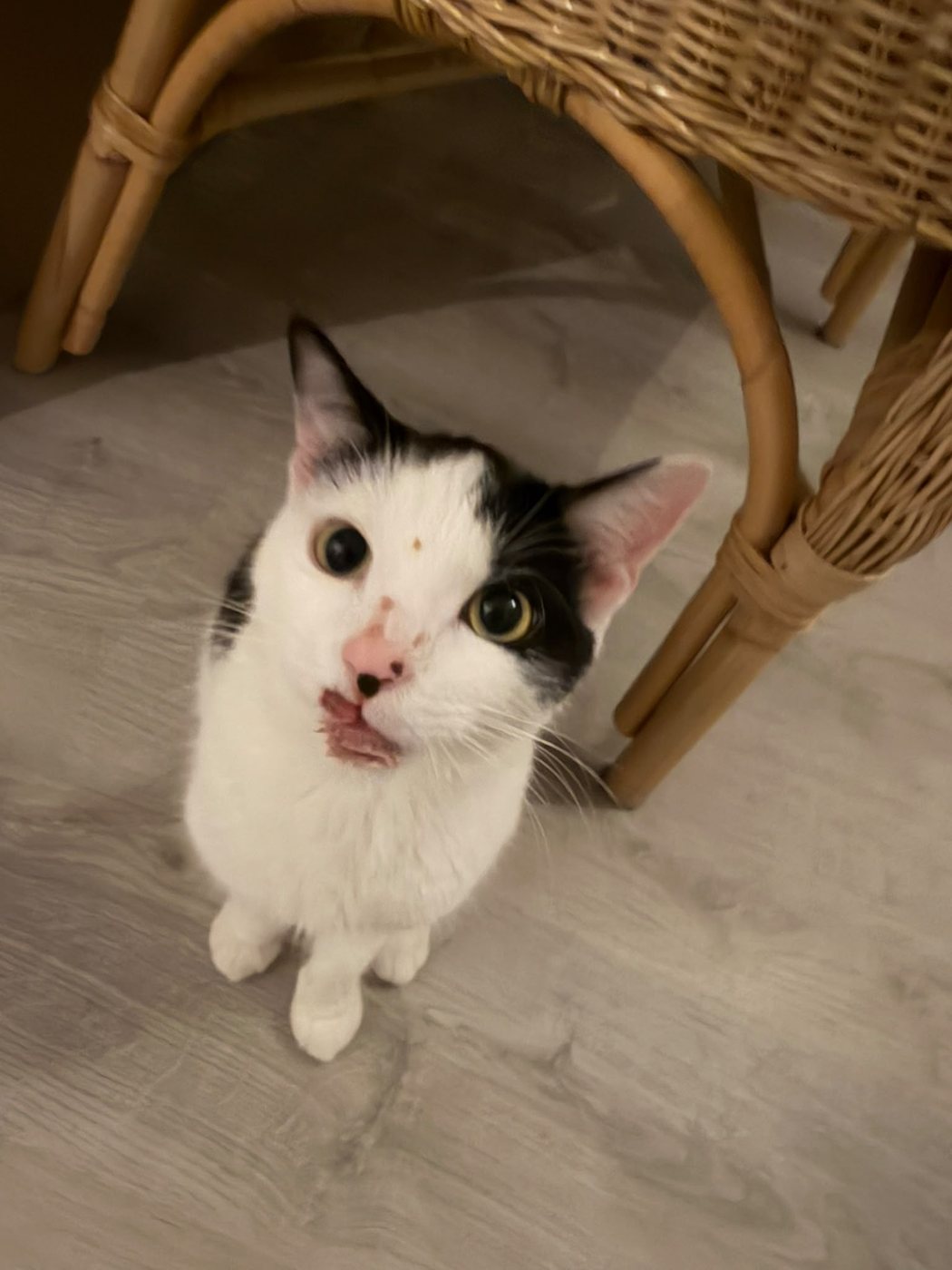 Die schwarz-weisse Katze Amber sitzt aufrecht in einer Wohnung und schaut in die Kamera.