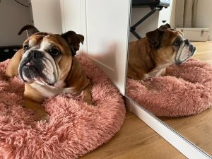 Die Englische Bulldogge Jaïka liegt entspannt in ihrem rosafarbenen Körbchen vor einem Spiegel.