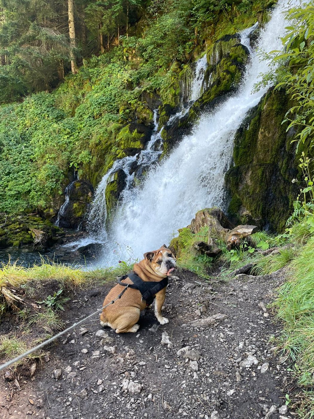 Jaïka sitzt an der Leine vor einem Wasserfall im Grünen.