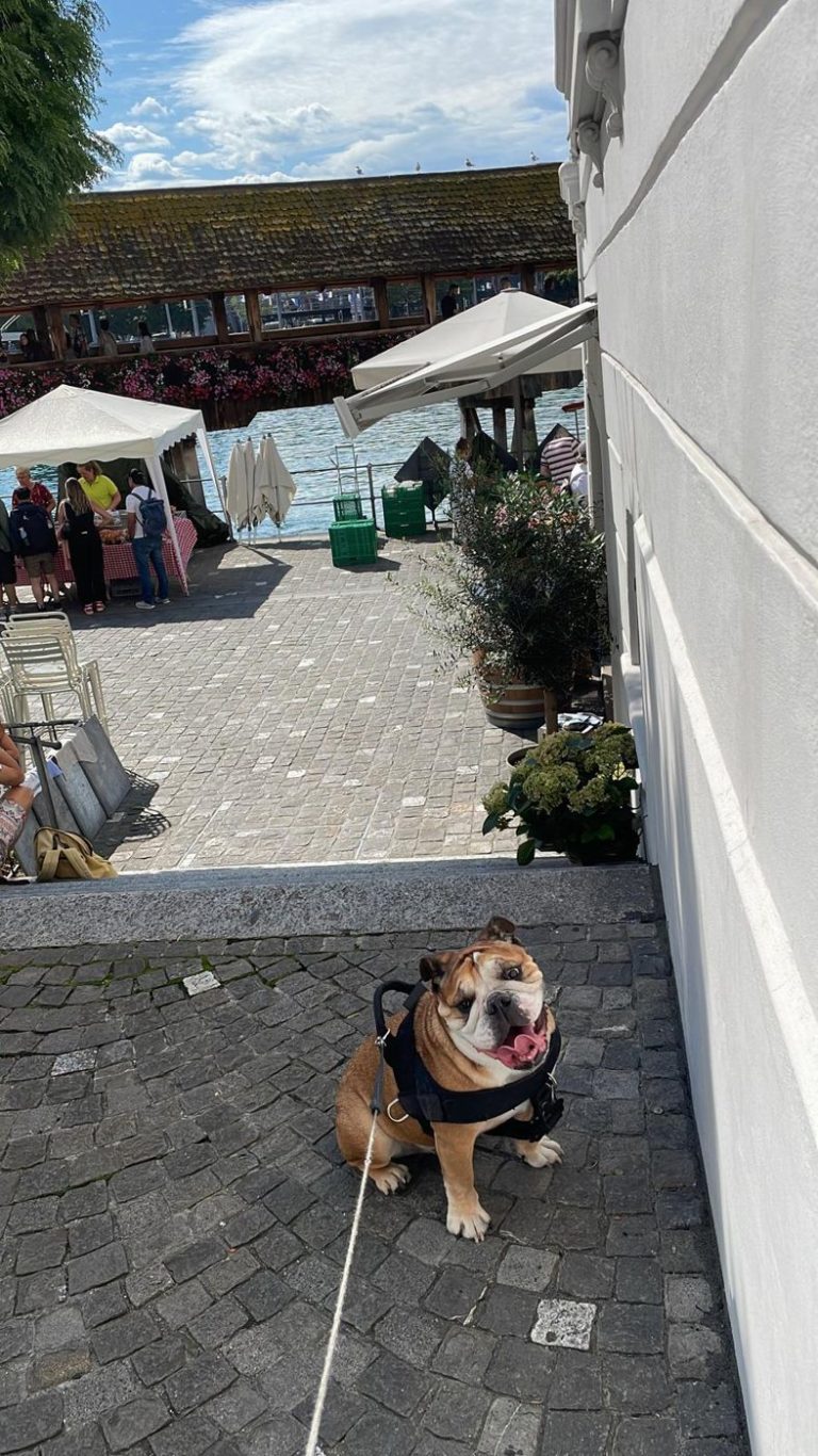 Jaïka an der Leine auf einem gepflasterten Weg.