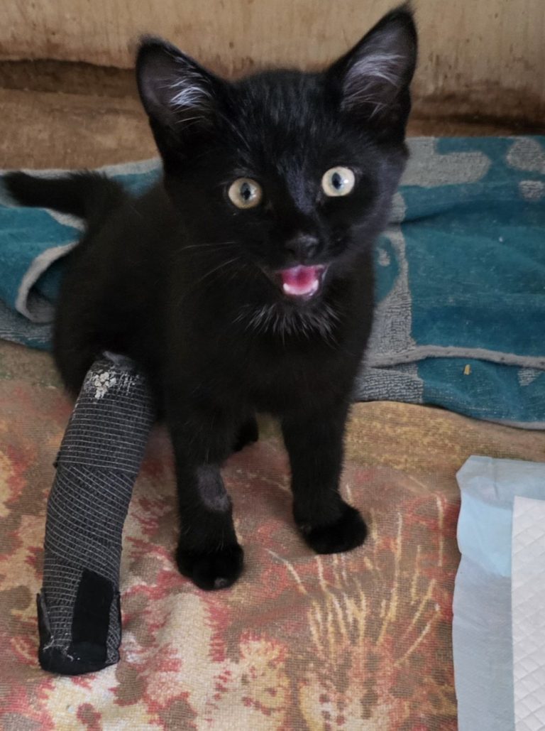 Der junge schwarze Kater Luan sitzt während der Erholung mit einem Verband am Hinterbein auf einer Decke.