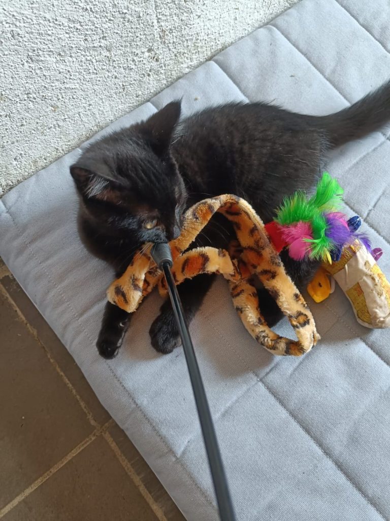 Der schwarze Kater Luan liegt mit seinem Spielzeug auf einer hellen Decke.