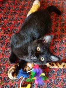 Der schwarze junge Kater Luan liegt mit buntem Spielzeug auf einem roten Teppich und blickt in die Kamera.