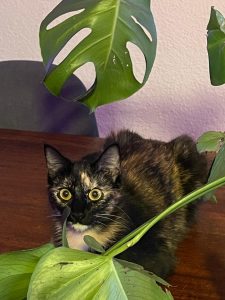 Die Schildpattkatze Misty sitzt zwischen grünen Blättern und schaut aufmerksam in die Kamera.