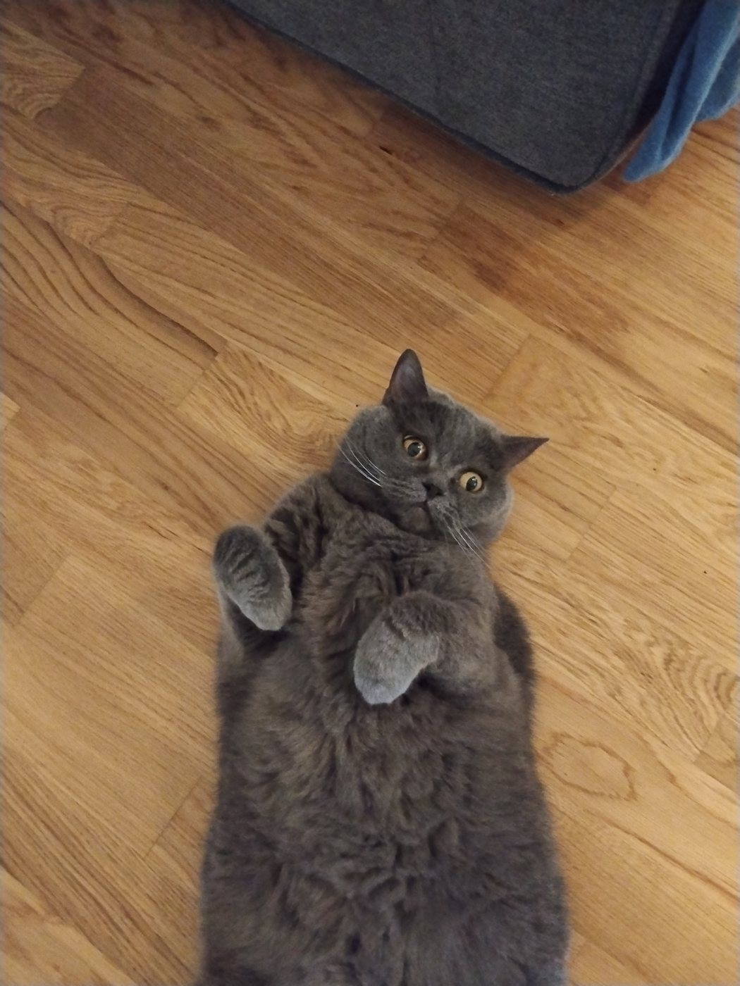 Die graue Britisch-Kurzhaar-Katze Nala liegt auf einem Holzboden und blickt nach oben.