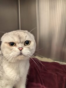 Seppi, Scottish-Fold-Kater, Portrait – Franziska Schären Stiftung