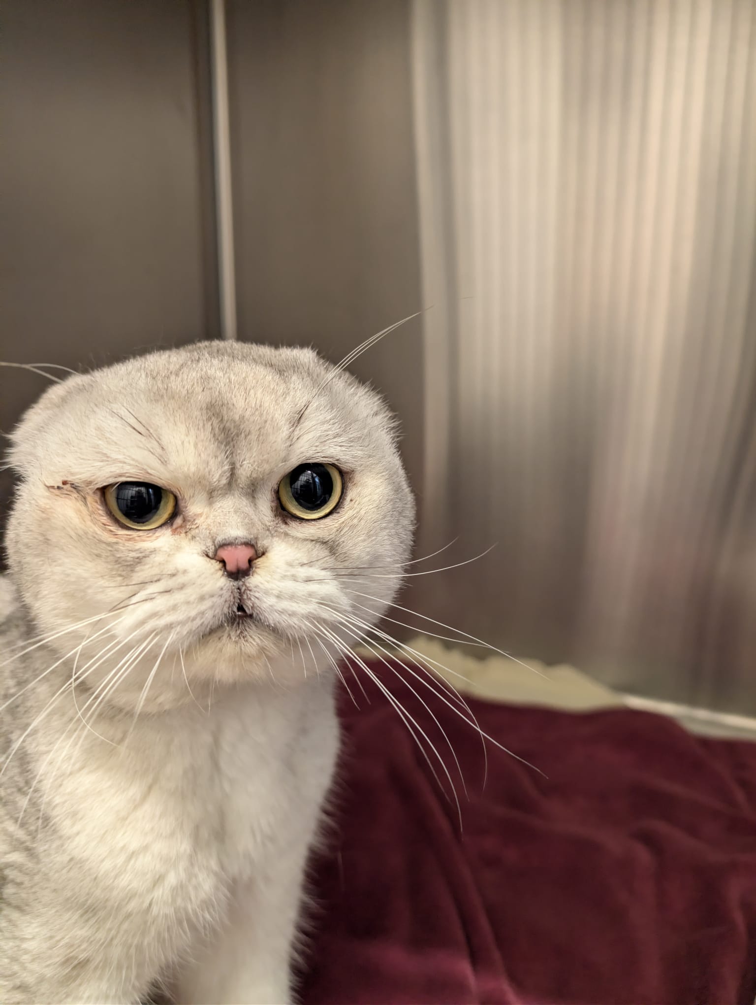 Seppi, Scottish-Fold-Kater, Portrait – Franziska Schären Stiftung