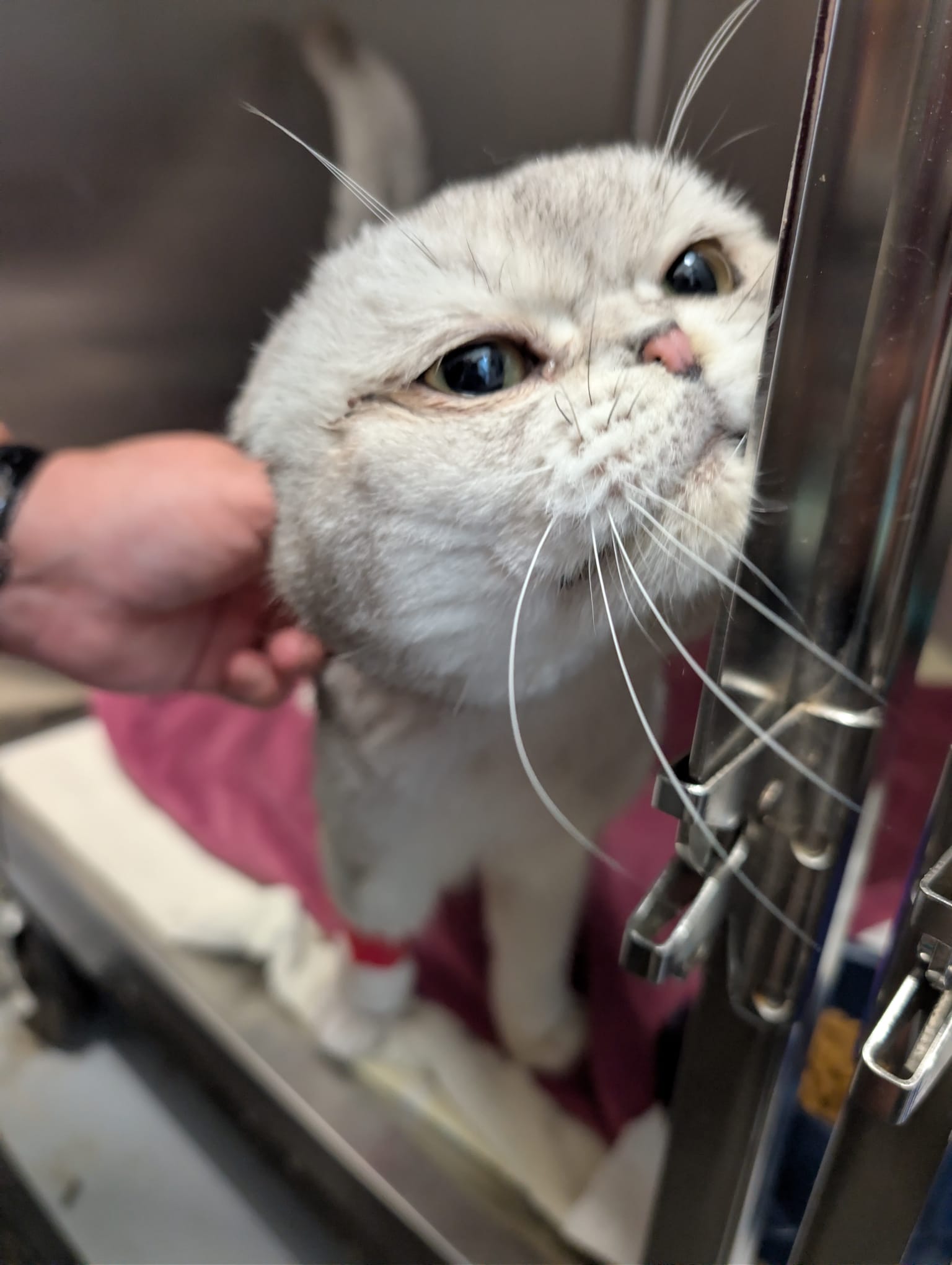 Seppi beim Tierarztbesuch – Franziska Schären Stiftung