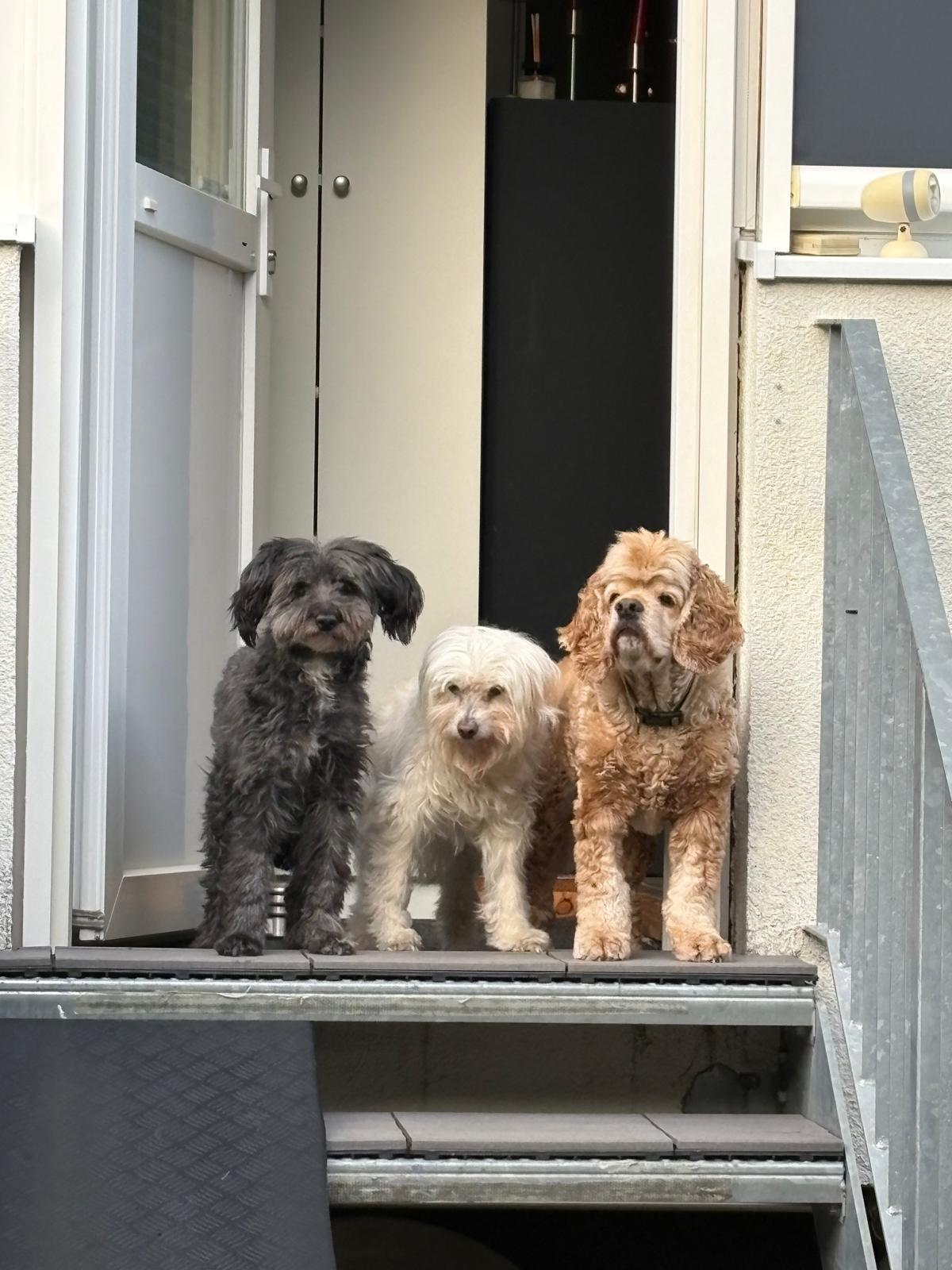 Die drei Hunde von Franziska Schären auf der Treppe vor der Haustür